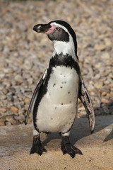 Fototapeta premium Humboldt penguin (Spheniscus humboldti).