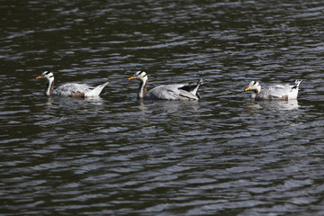 Bar-headed goose (Anser indicus).