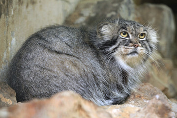 Naklejka na ściany i meble Pallas's cat (Otocolobus manul), also known as the manul.
