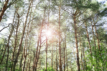 Fototapeta premium Tall trees with sunlight in forest grove