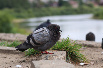 pigeons in the square
