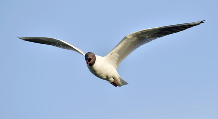 Black-headed Gull (Larus ridibundus) in flight