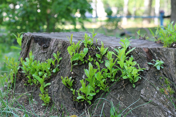 New shoots on the stump