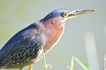 Green Heron (Butorides virescens) male. Cuba. March