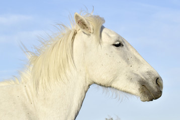 Obraz na płótnie Canvas Portrait of the White Camargue Horse