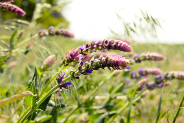 Beautiful wild flowers with sunlight