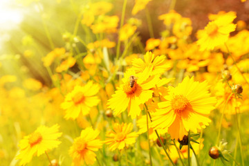Beautiful cosmos flowers in the field with sunlight