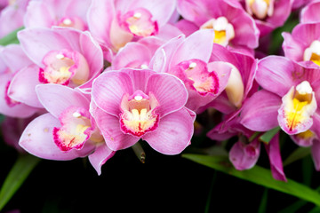 Fototapeta na wymiar Beautiful orchid flowers.