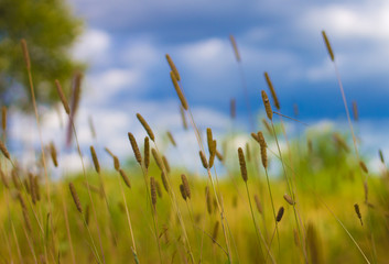 field of grass and blurred background with the forest 