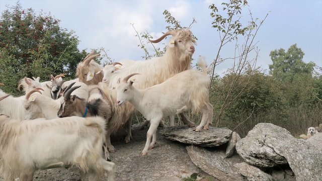 kashmir goats portrait