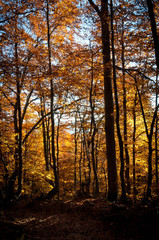 Fototapeta premium Autumn forest in the Bieszczady Mountains.