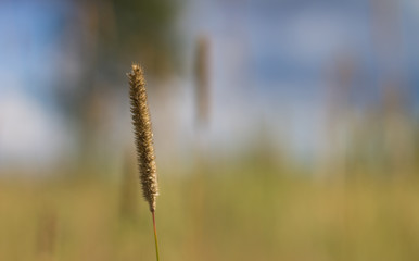 field of grass and blurred background with the forest 