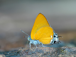 Butterfly , Thailand
