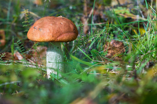 Beautiful edible mushroom