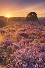 Blooming heather at sunrise at the Posbank, The Netherlands