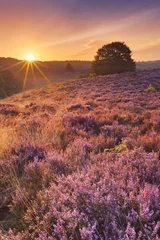 Tuinposter Blooming heather at sunrise at the Posbank, The Netherlands © sara_winter