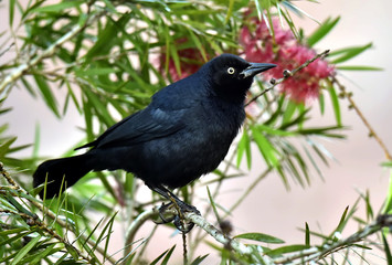 The Greater Antillean grackle (Quiscalus niger)