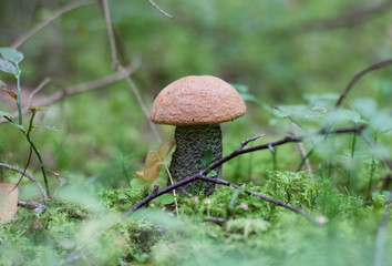 mushroom orange-cap boletus in the forest with blurred background 