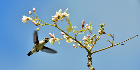 Flying Cuban Bee Hummingbird (Mellisuga helenae)