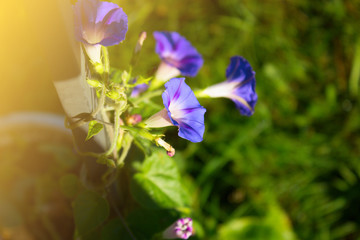 summer curly purple flowers