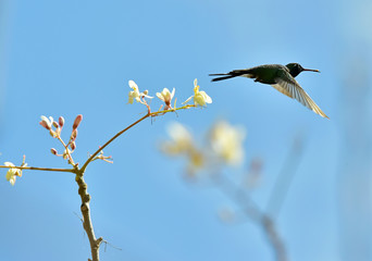 Flying Cuban Emerald Hummingbird (Chlorostilbon ricordii)