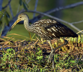 The limpkin (Aramus guarauna)