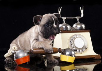 French bulldog puppy and retro phone