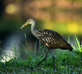 The limpkin (Aramus guarauna)