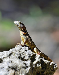 Curly tailed lizard. The Curly-Tailed Lizards are a group of lizards commonly found across the Caribbean, of the family Leiocephalidae © Uryadnikov Sergey