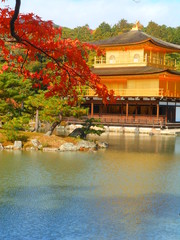 Fototapeta premium 金閣寺