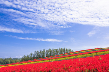 美瑛パノラマロードのお花畑
