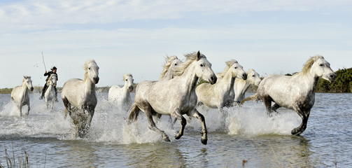 Running White horses through water