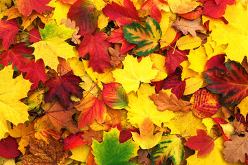  autumn leaves