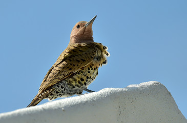 Northern Flicker (Colaptes auratus)