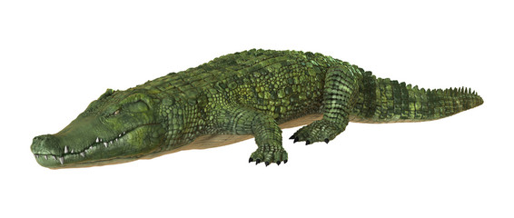 Obraz premium Crocodile