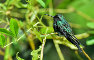 Fototapeta na wymiar Cuban Emerald Hummingbird (Chlorostilbon ricordii)