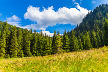 summer landscape pine forest