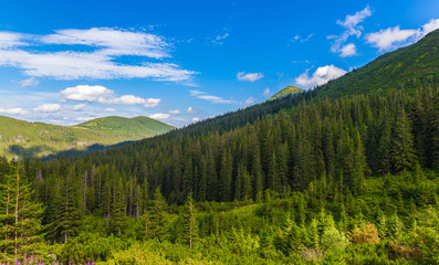 Fototapeta na wymiar summer landscape pine forest