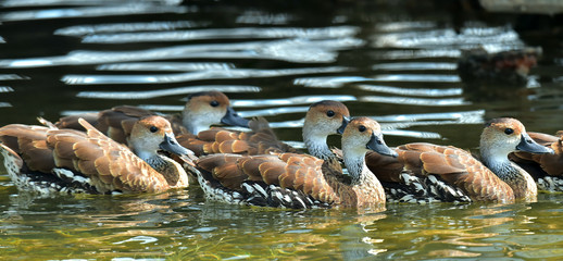 Cuban or West Indian Whistling Duck