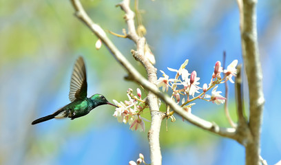 Flying Cuban Emerald Hummingbird (Chlorostilbon ricordii)