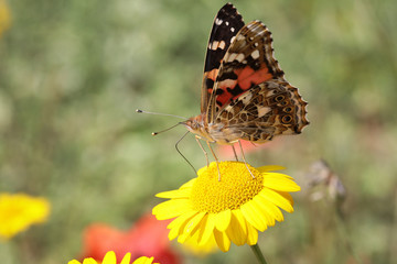 Distelfalter (Vanessa cardui)