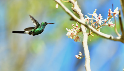 Flying Cuban Emerald Hummingbird (Chlorostilbon ricordii)