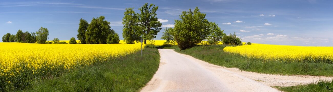 field of rapeseed with rural road