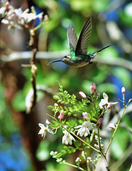 Flying Cuban Emerald Hummingbird (Chlorostilbon ricordii)