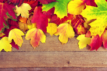Obraz na płótnie Canvas autumn leaves