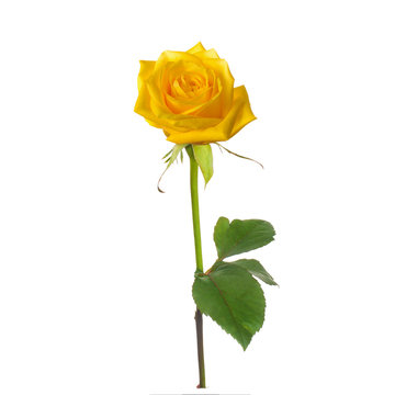 single beautiful  yellow rose