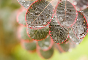 Beautiful leaves of cotinus coggygria 'Royal Purple' with