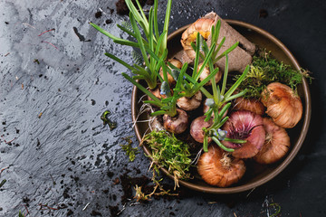 Garden flower bulbs and sprouts