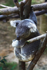 Koala cute hanging on a tree, Phascolarctos