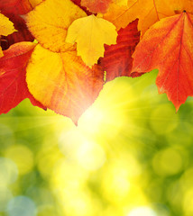 autumn leaves background